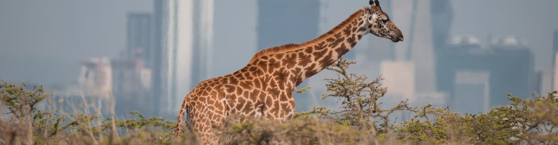 Luxury limousine in Nairobi at sunset